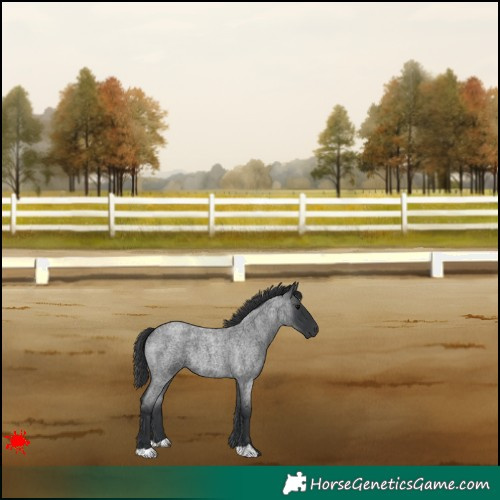 Horse Color:Blue Roan 