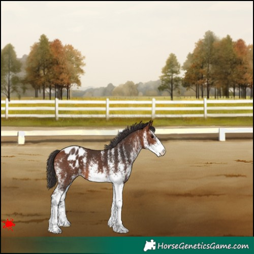 Horse Color:White Spotted Bay Appaloosa