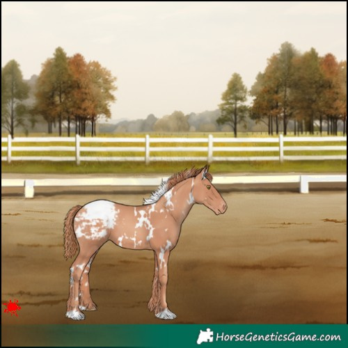 Horse Color:White Spotted Gold Champagne Appaloosa 