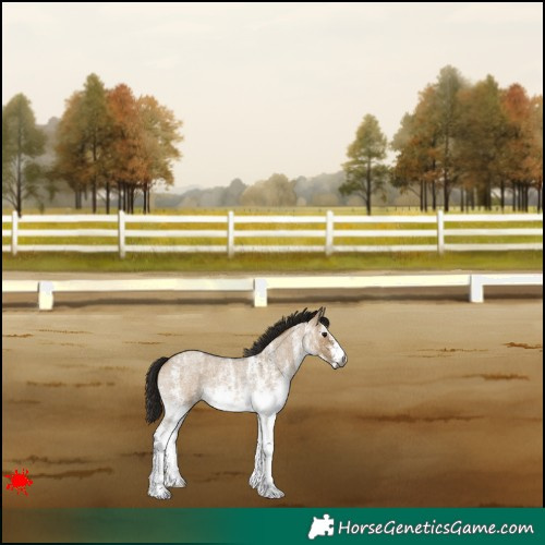 Horse Color:Gray White Spotted Bay Roan Dun 