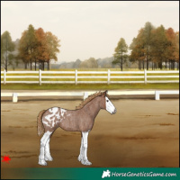Horse Color:Gray Red Roan Splash Blanket