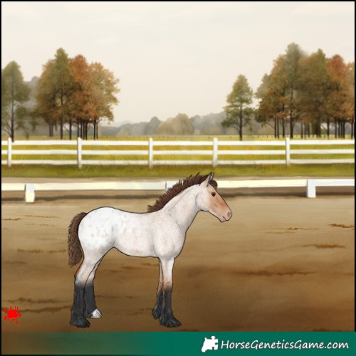 Horse Color:Bay Roan Dun Appaloosa 