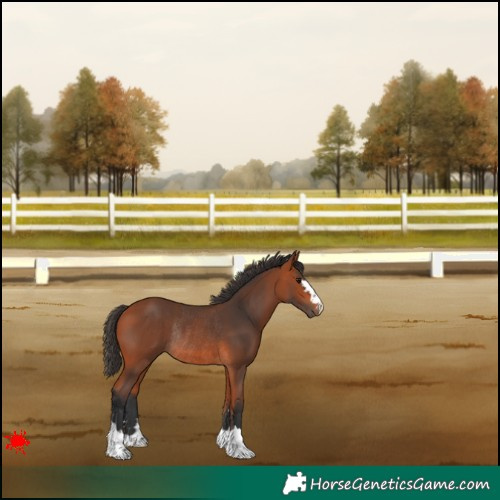 Horse Color:Bay Rabicano 