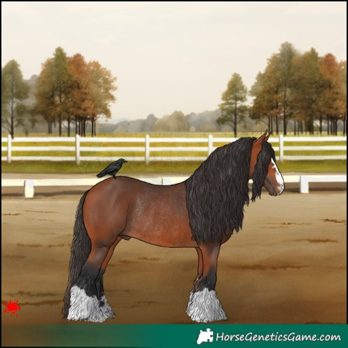 Horse Color:Bay Rabicano