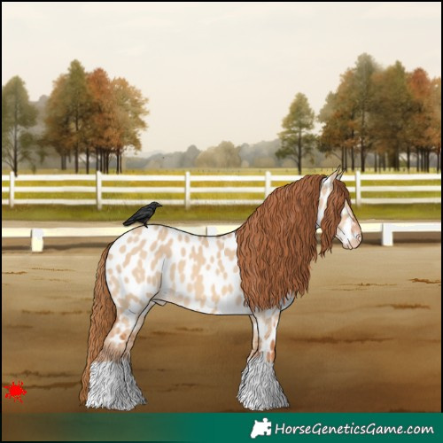 Horse Color:Red Dun Appaloosa 