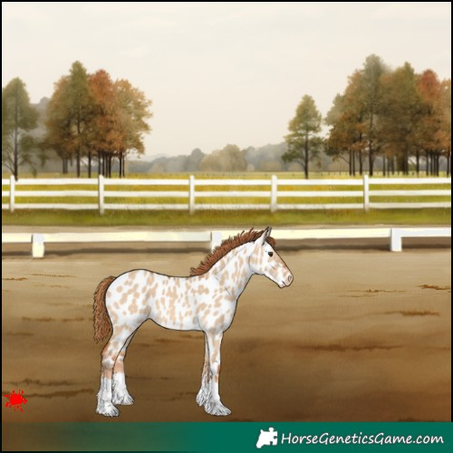 Horse Color:Red Dun Appaloosa 