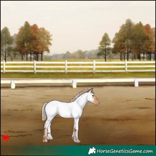 Horse Color:White Spotted Red Dun Roan Appaloosa 