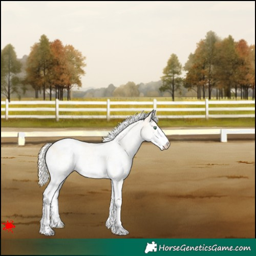 Horse Color:White Spotted Gold Cream Champagne Appaloosa 