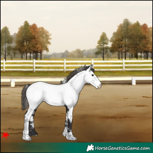 Horse Color:White Spotted Smoky Black Appaloosa 