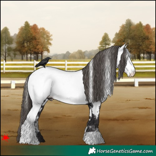 Horse Color:White Spotted Smoky Black Appaloosa