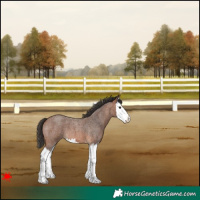 Horse Color:Bay Roan Splash Varnish 