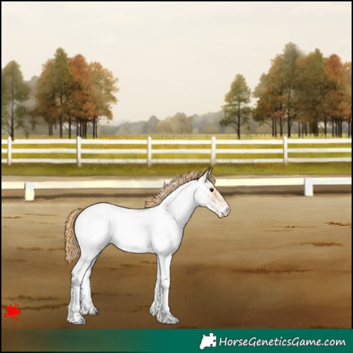 Horse Color:White Spotted Red Dun Roan Appaloosa 