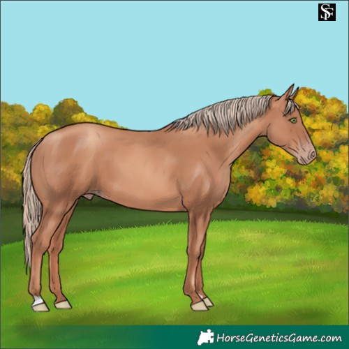Horse Color:Gold Champagne 