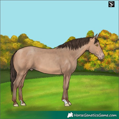 Horse Color:Amber Champagne