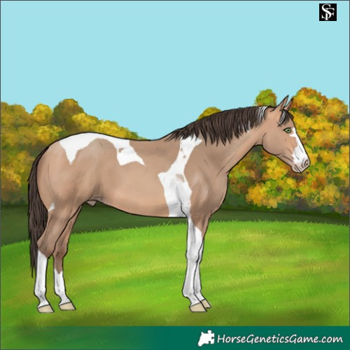 Horse Color:Amber Champagne Tobiano 