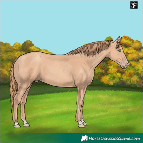 Horse Color:Gold Champagne