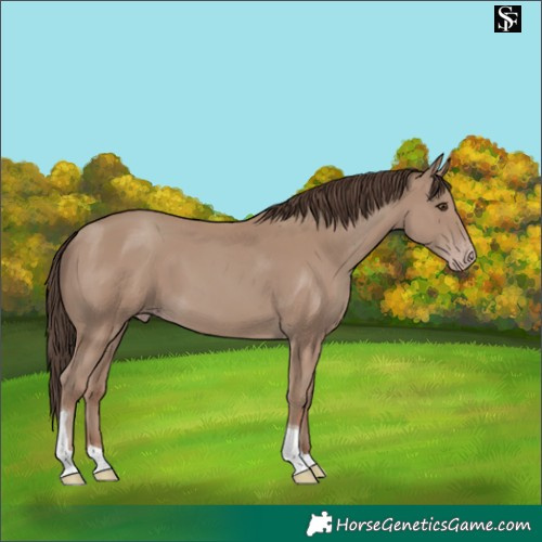 Horse Color:Classic Champagne Tobiano 