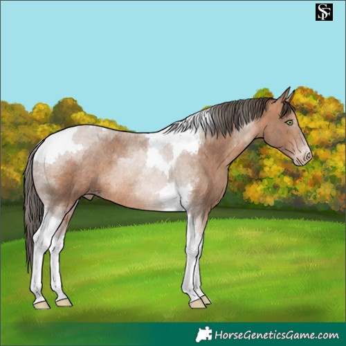 Horse Color:Sable Champagne Tobiano Rabicano