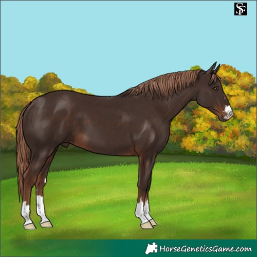Horse Color:Liver Chestnut