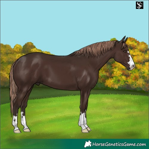 Horse Color:Liver Chestnut