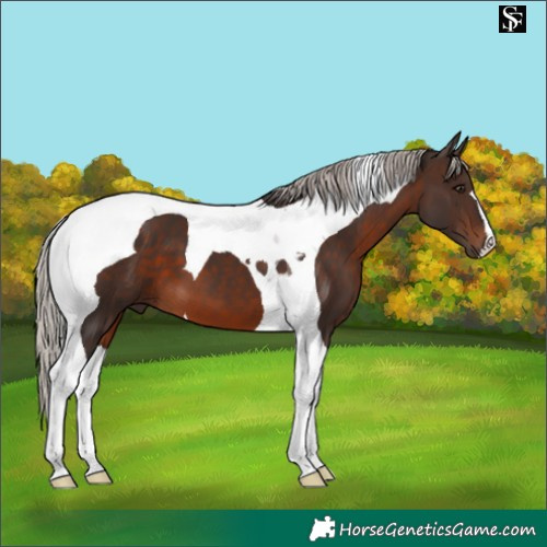 Horse Color:Silver Brown Tobiano 