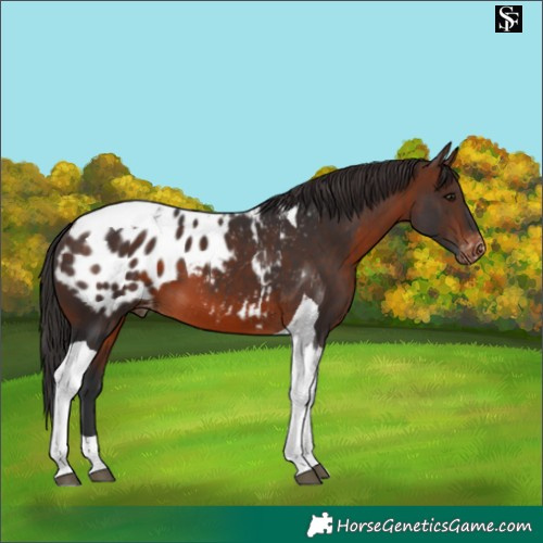 Horse Color:Brown Tobiano Appaloosa