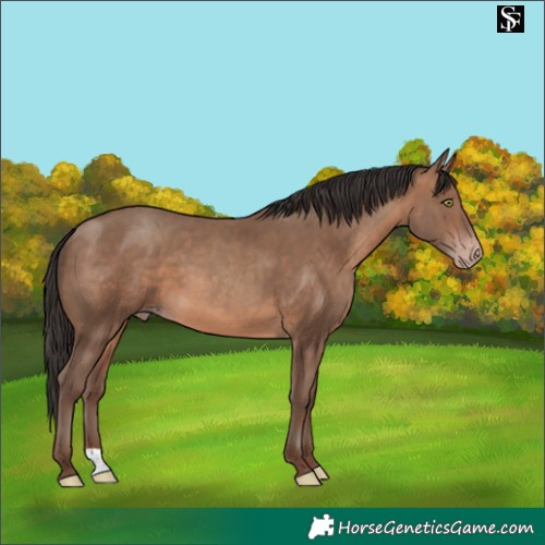 Horse Color:Sable Champagne