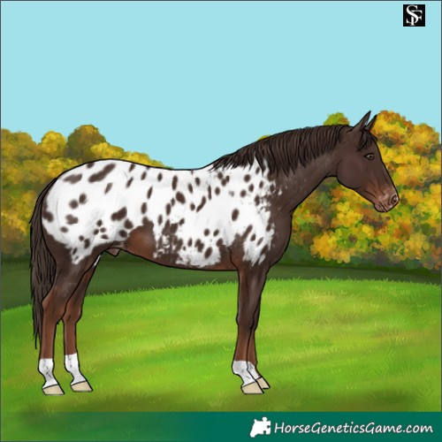 Horse Color:Liver Chestnut Blanket