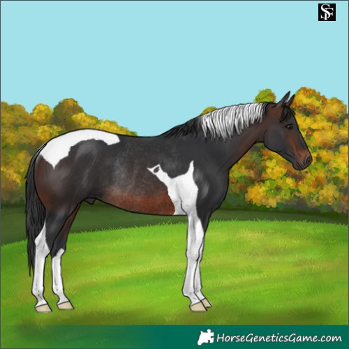 Horse Color:Brown Tobiano Rabicano 