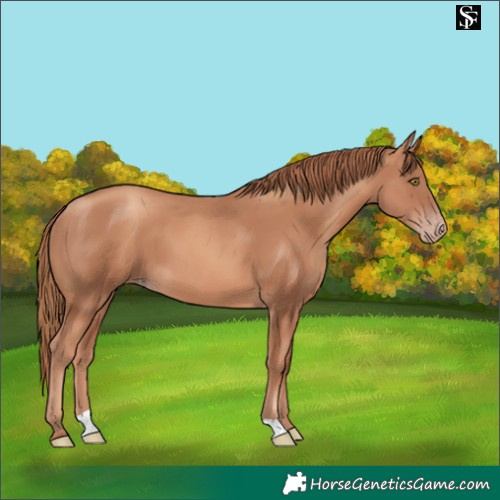 Horse Color:Gold Champagne