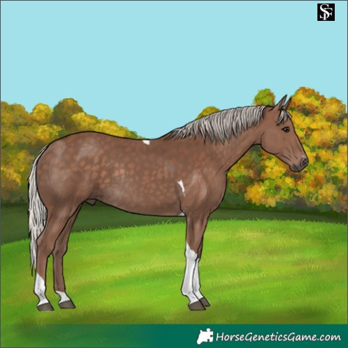 Horse Color:Silver Black Tobiano Rabicano 