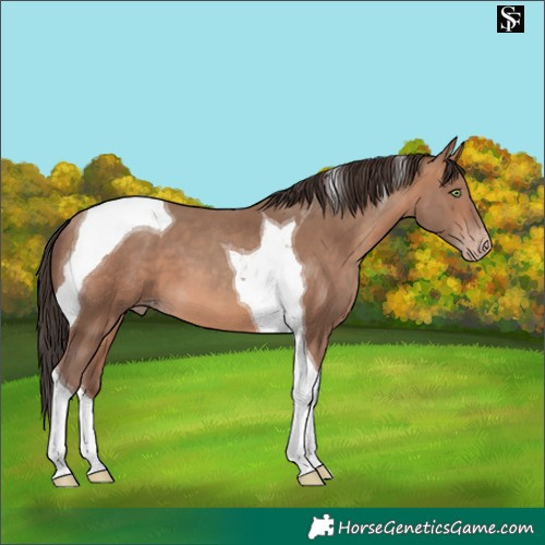 Horse Color:Sable Champagne Tobiano