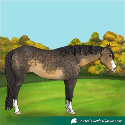 Horse Color:Buckskin 