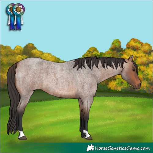 Horse Color:Bay Roan 