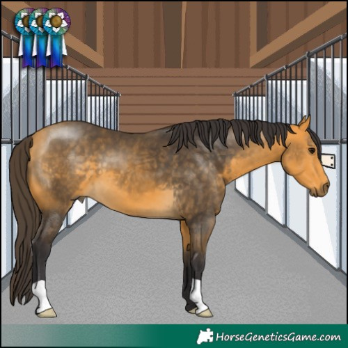 Horse Color:Buckskin 
