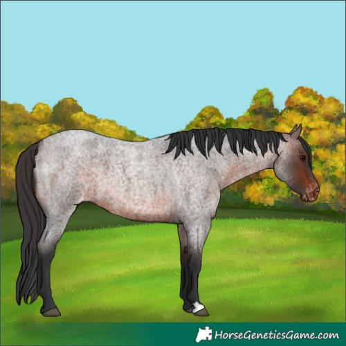 Horse Color:Brown Roan Appaloosa