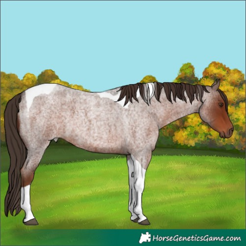 Horse Color:Liver Red Roan Tobiano 