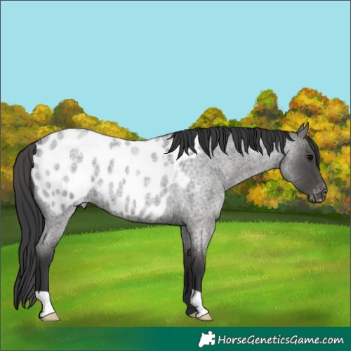 Horse Color:Blue Roan Appaloosa