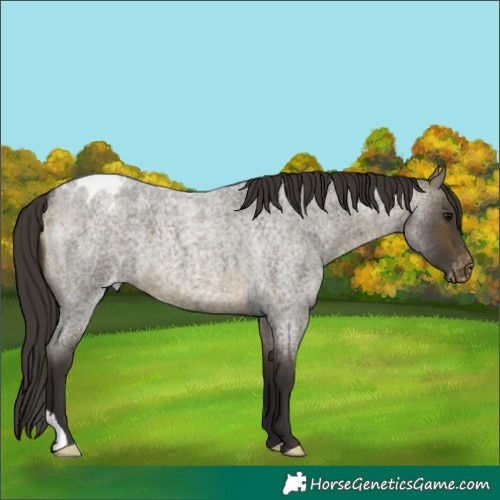 Horse Color:Buckskin Roan Appaloosa