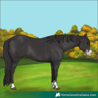 Horse Color:Smoky Black Sabino