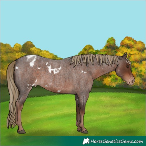 Horse Color:White Spotted Liver Red Roan Appaloosa 