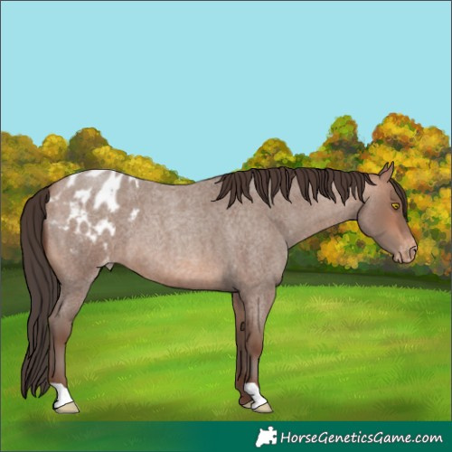 Horse Color:Sable Champagne Roan Appaloosa