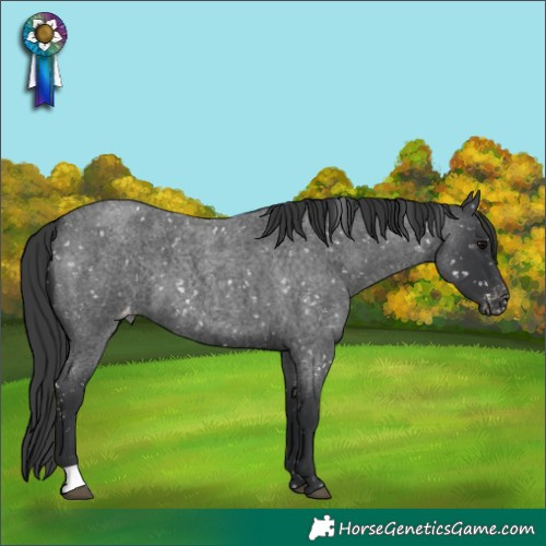 Horse Color:Blue Roan Appaloosa