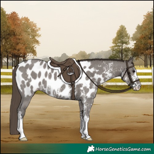 Horse Color:Smoky Grullo Sabino Appaloosa