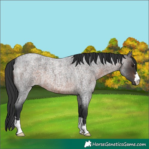 Horse Color:Brown Roan 