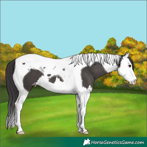 Horse Color:Smoky Black Splash Tobiano Appaloosa 