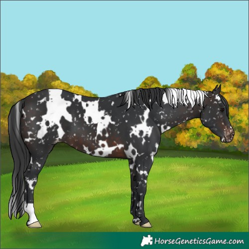 Horse Color:White Spotted Brown Appaloosa