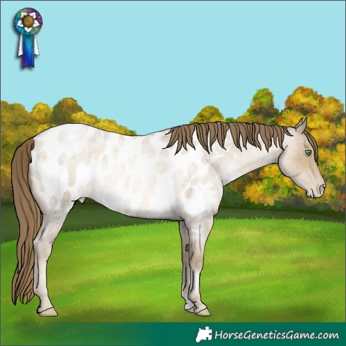 Horse Color:Smoky Blue Roan Pearl Appaloosa