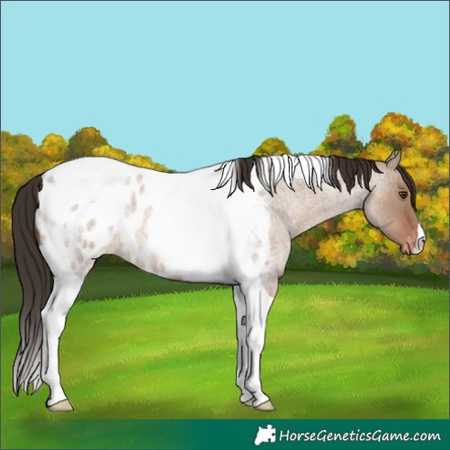 Horse Color:Liver Red Dun Roan Tobiano Blanket