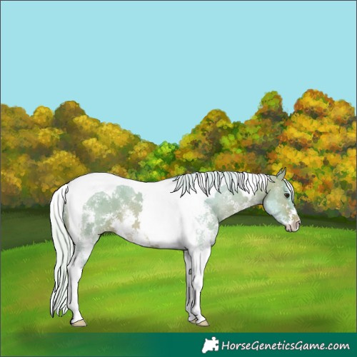 Horse Color:Watercolor Silver Brown Sabino Tobiano